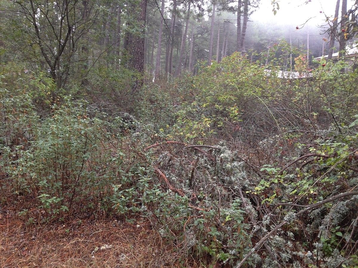 fotos movil iphon 1861